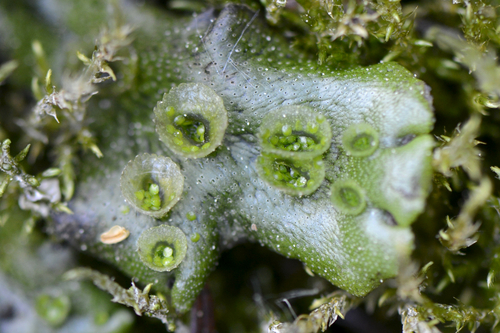 Marchantia polymorpha