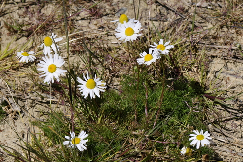 Matricaria chamomilla Matricaria chamomilla