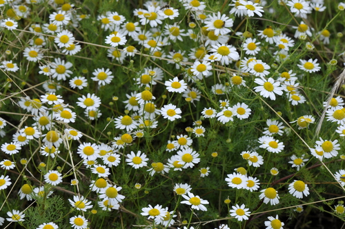 Matricaria chamomilla Matricaria chamomilla