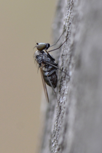 Medetera Medetera