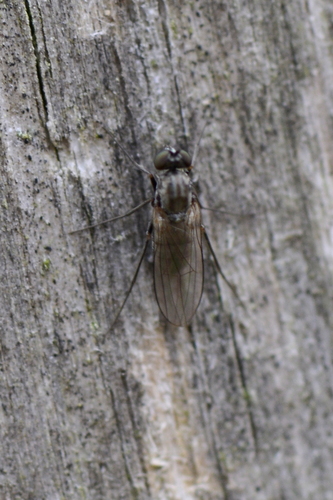 Medetera Medetera