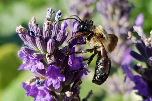 Megachile sculpturalis