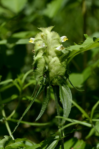 Melampyrum cristatum