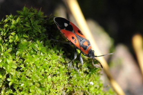 Melanocoryphus albomaculatus