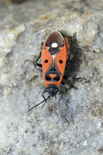 Melanocoryphus albomaculatus