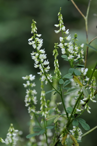 Melilotus albus