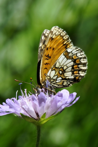 Melitaea athalia