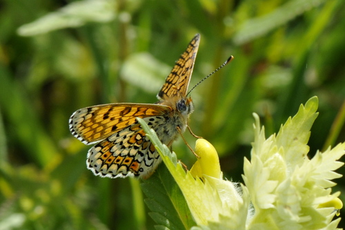 Melitaea cinxia