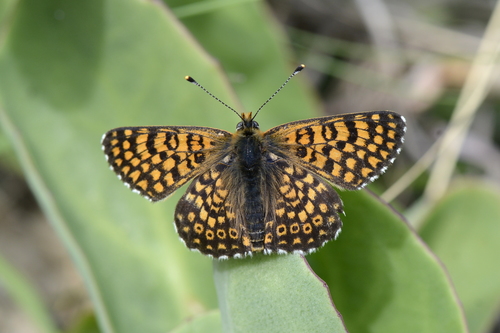 Melitaea cinxia
