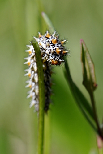 Melitaea didyma