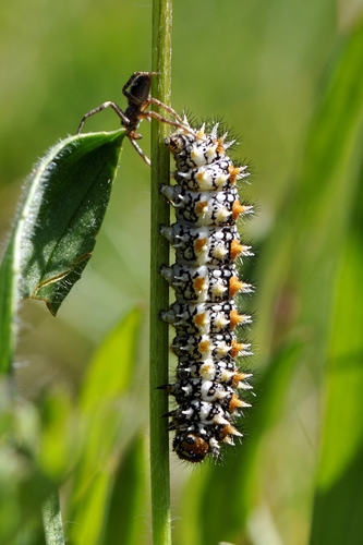 Melitaea didyma