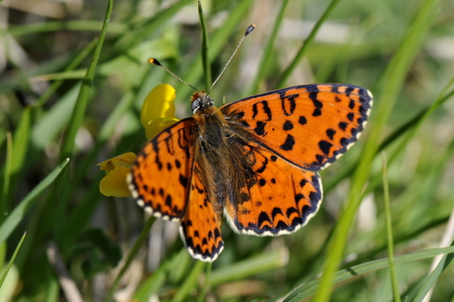 Melitaea didyma