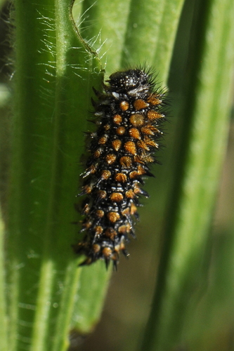 Melitaea