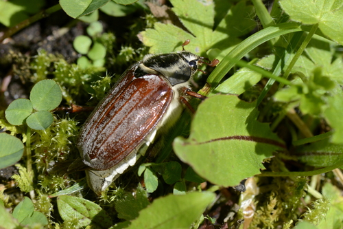 Melolontha melolontha