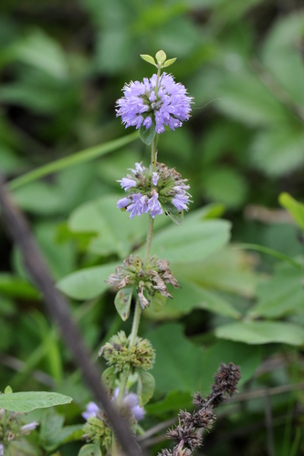 Mentha pulegium