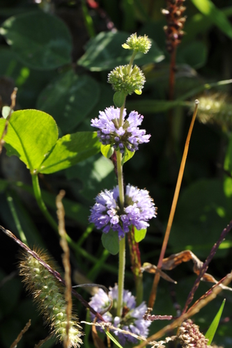 Mentha pulegium
