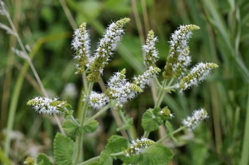 Mentha suaveolens