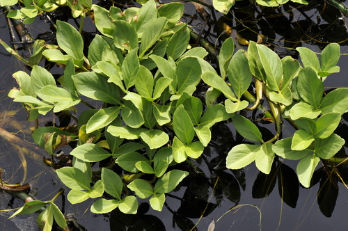 Menyanthes trifoliata