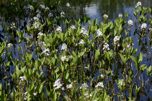 Menyanthes trifoliata