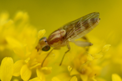 Meromyza
