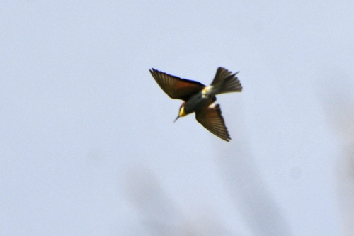 Merops apiaster