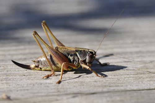 Metrioptera saussuriana