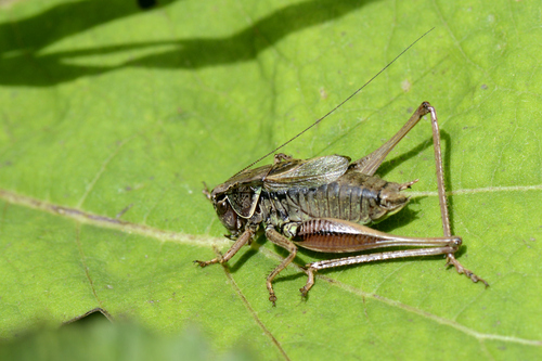 Metrioptera saussuriana