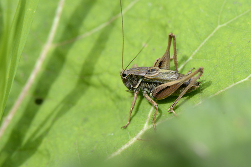 Metrioptera saussuriana