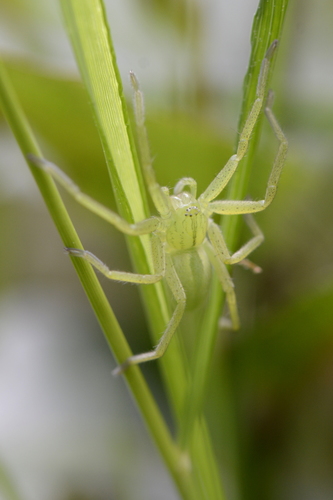 Micrommata virescens