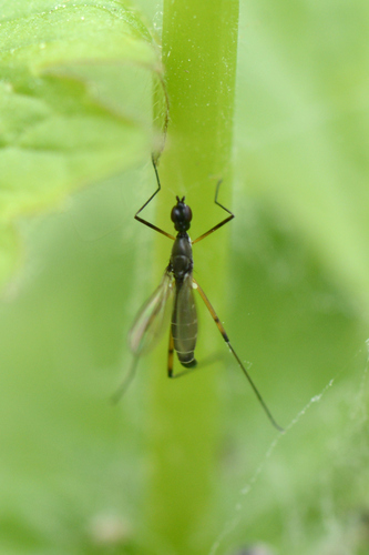 Micropeza corrigiolata