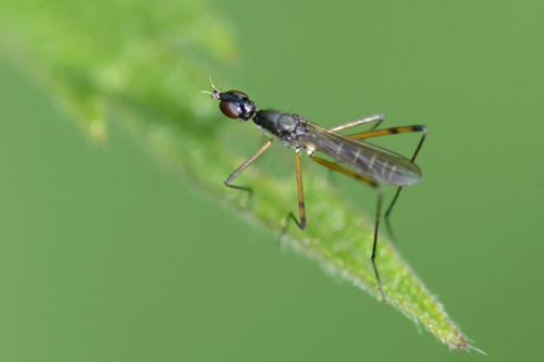 Micropeza corrigiolata