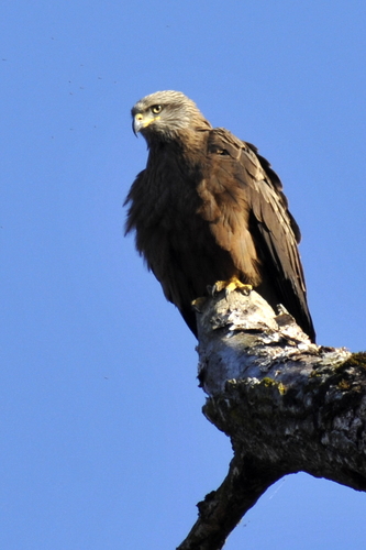 Milvus migrans