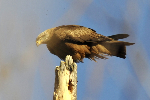 Milvus migrans