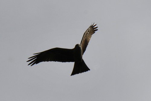 Milvus migrans