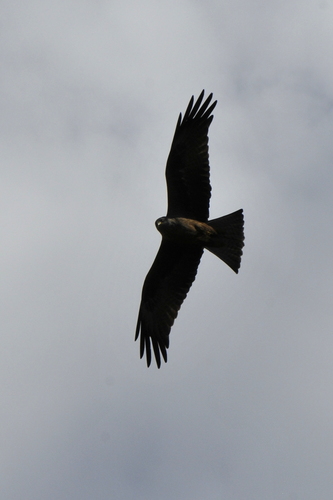Milvus migrans