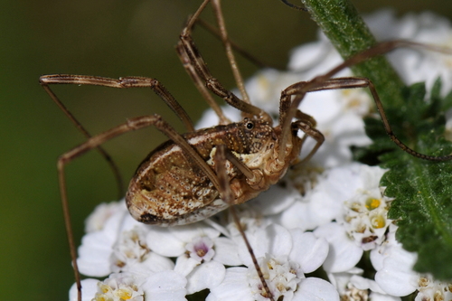 Mitopus morio Mitopus morio