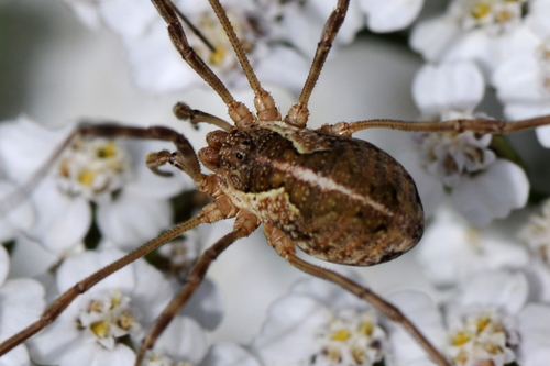 Mitopus morio Mitopus morio