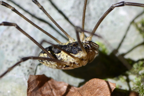 Mitopus morio Mitopus morio
