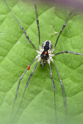 Mitopus morio Mitopus morio