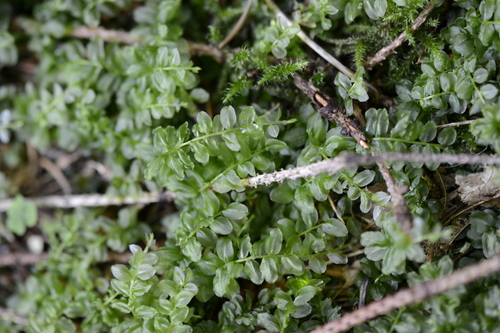Mniaceae