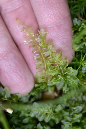 Mniaceae
