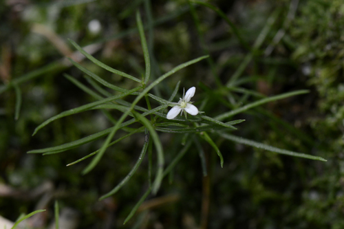 Moehringia muscosa