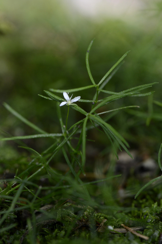 Moehringia muscosa
