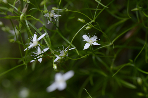 Moehringia muscosa
