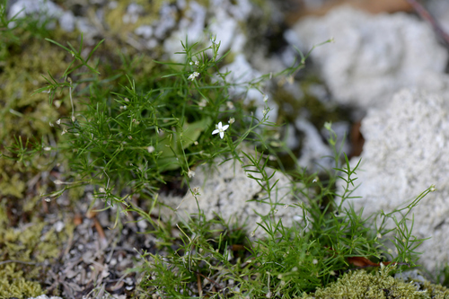 Moehringia muscosa