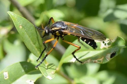 Molobratia teutonus