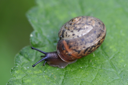 Monachoides incarnatus