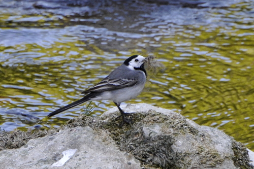 Motacilla alba