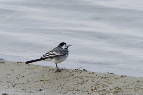 Motacilla alba