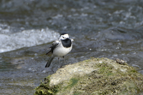 Motacilla alba